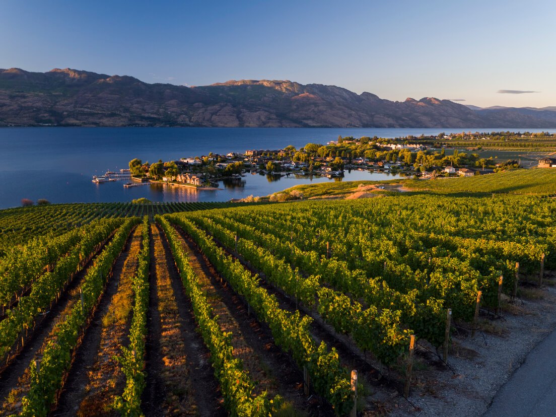 Vineyard rows above Okanagan Lake near West Kelowna in evening light